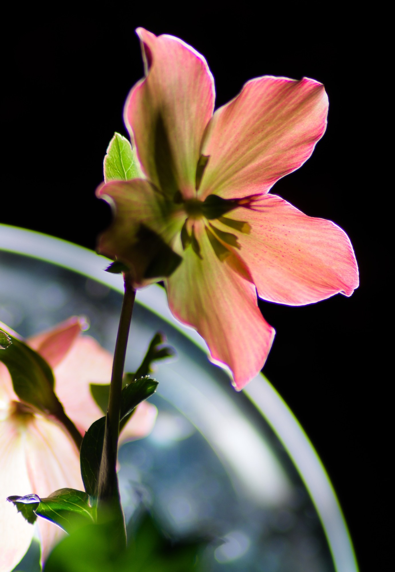 Philadelphia Flower Show